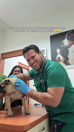 La divertida personalidad de los pugs