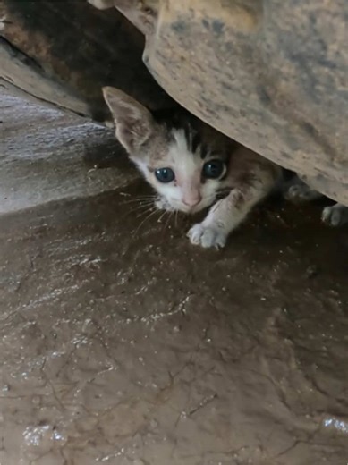 Rescue Story: Stray Kitten Saved from Under a Truck