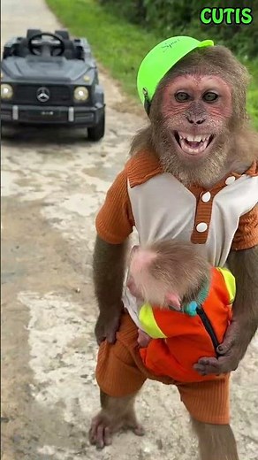 So Thrilling! The Escape of CUTIS and Baby Monkey When Chased by a Car! #cutis #monkey #animals
