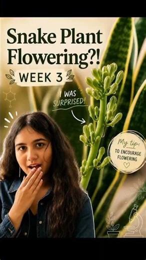 My Snake Plant Flowered?! 🌼 Week 3 Update + Secret Blooming Tip #garden #gardeningvideos #flowers