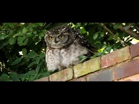 Spotted Eagle-owl Hisses and Makes Clicking Sounds