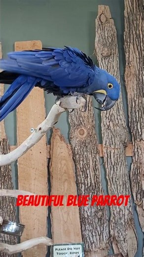 Unbelievably Beautiful Blue Parrot Blows My Mind #birds #shortsfeed #shorts #parrot