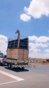 11K views · 61 reactions | Giraffe taxi 漣 Here’s a look into the art of transporting giraffes with care. Share this with someone who needs to see this ❤️  @underratedsimpsonmoments on TikTok | Matador Network | Facebook