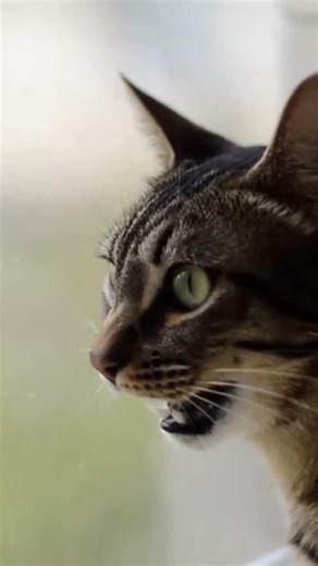 Curious tabby at the window meowing for birds 🐱