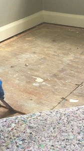 Opening a honey bee hive through a nursery floor. All 18 combs came up with the floor. | Bartlett Bee Whisperer