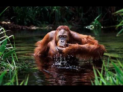 Peter Singer (I) Speciesism & Animal Rights