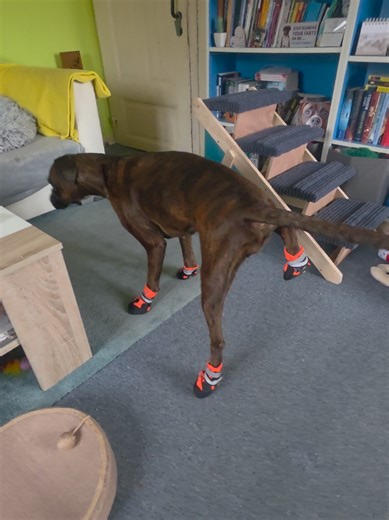 Cute Boxer Dog Unboxing New Shoes