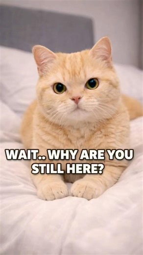 Stay if you’re ugly 😼 | Part 42 #shorts #cat