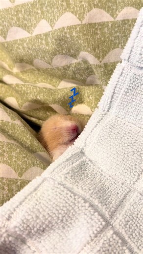 上手に寝てる💤🌟 手足治療中のぽてちゃん🥔 #ハムスター#ハムスターのいる生活 #ハムスターのいる暮らし #hamster#ゴールデンハムスター