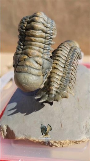 400 Million Year Old Trilobite Found in Morocco!