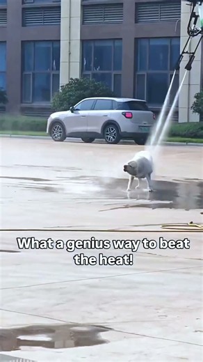 What a genius way to beat the heat! An agricultural drone acts as an “air shower head,” spraying