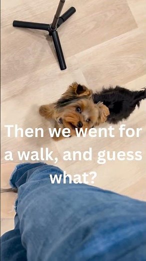 Teacup Yorkie Heel Training at 6 Months 🐾