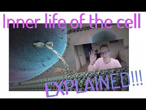 The inner life of the cell EXPLAINED