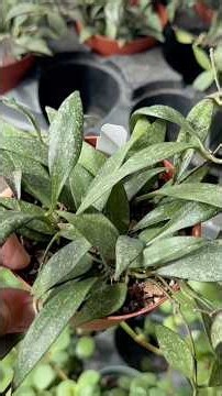 Hoyas: Compacta, Parviflora, Cumingiana & Peperomia Hope & Syngonium Milk Confetti at Let It Grow!