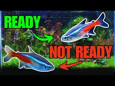 How to Breed Neon Tetras: Complete Detailed Process