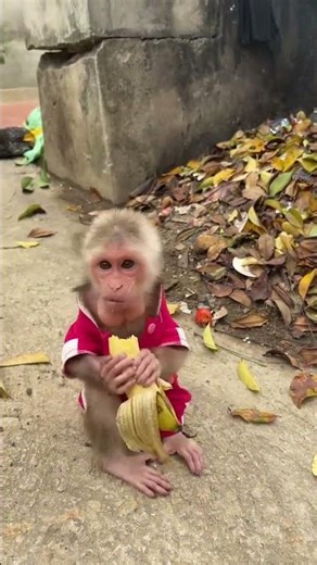 Baby monkey eating a banana 😋