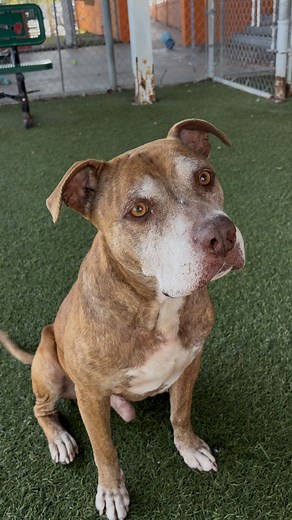 332 reactions · 36 comments | Senior Sunday Spotlight: Terrance #A2678503 Terrance is living proof that age is just a number! This sweet senior is ready to spend his golden years soaking up love and lounging by your side. If you’ve got room in your heart (and on your couch), come meet him and give him the cozy retirement he deserves. #SeniorSunday #AdoptDontShop | Miami-Dade Animal Services | Facebook