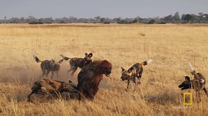 32K views · 384 reactions | The hyena pack harass all the animals of Mombo but the wild dogs prove to be a force to be reckoned with. One lone hyena is attacked by the Makulu wild dog pack. | National Geographic TV | Facebook