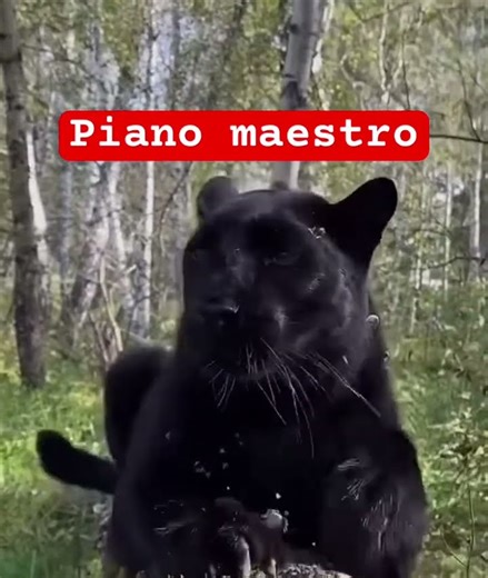 Luna the black panther is at it again. #viral #cat #funny #trending #shorts