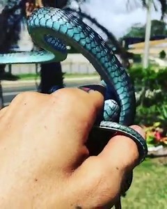What a beauty 😍 Rhys Chapman Wildlife Services came across this beautiful 'blue phase' common tree snake this week. Also known as green tree snake, tree snake, yellow-bellied black snake and grass snake, they can come in all sorts of colours ranging from green, blue, olive, yellow, brown and black. | ABC Brisbane
