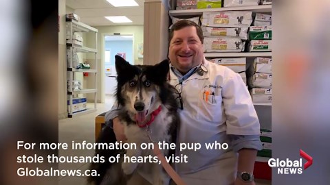 Husky with ‘weird’ eyes finds forever home