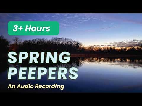 AMBIENT AUDIO: 3+ Hours of authentic audio capturing the distinctive sound of the “Spring Peepers”