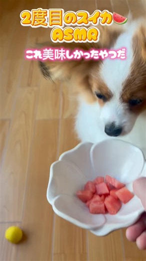 ASMR 2度目のスイカを食べるわんちゃん #かわいいパピヨン #いぬのいるくらし #スイカを食べる犬 #咀嚼音 #リーナちゃん