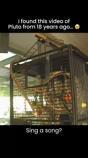 Parrot Singing a whole song - I’m a Little Quaker Song