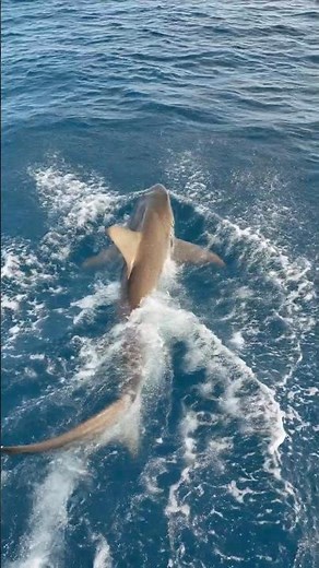 Sandbar Shark Launches a Powerful Surface Attack