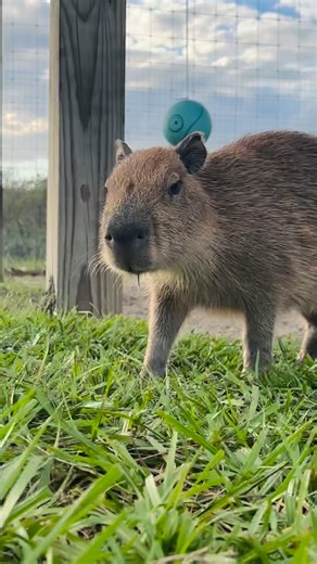 From feeding to fieldwork, conservation begins with connection. Our animal care team is dedicated to conservation through education — helping every visitor learn the power of protecting wildlife. 🌎💚 | The Showcase of Citrus