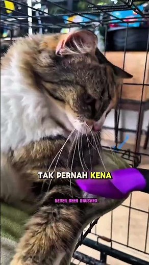 Cat Sitting for 9 Days | 1 Indoor Cat + 1 Outdoor Cat | Real Pet Sitter Experience #cat #petsitter