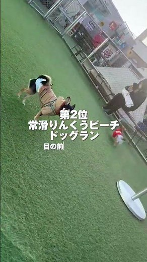 愛知県でおすすめのドッグラン3選！#愛知県 #ドッグラン #カフェ #愛犬 #いぬのいる暮らし