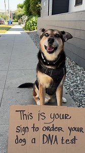 17K views · 1K reactions | Get an Embark Dog DNA Test – trusted by millions of dog owners and reviewed as the best dog DNA test by Wirecutter, The New York Times  Click to save now 溺 Embark tests for over 350 breeds, types, and varieties  Screen for 250+ genetic health risks  Meet your pup’s relatives in our database | Embark Vet | Facebook