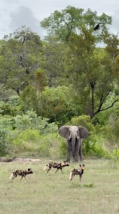 766K views · 11K reactions | Watch how unhappy this elephant bull was with the presence of a pack of wild dogs! Always incredible to see the interaction between these animals! MalaMala Game Reserve. #malamala #elephant #wilddogs #endageredspecies #wildanimals #wildlife #fblifestyle #wow #wildlifereels | Deon Kelbrick | Facebook