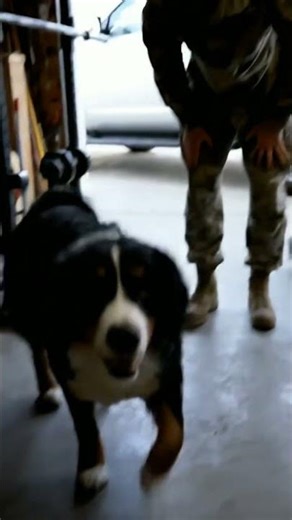 Soldier Surprises Dog! Emotional Reunion! 💖🐶 #dog
