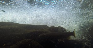 Oregon Field Guide | Crater Lake Bull Trout | Season 32 | Episode 4