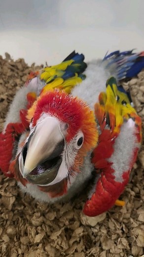 163 reactions · 11 shares | We currently have 1 baby Scarlet macaw...