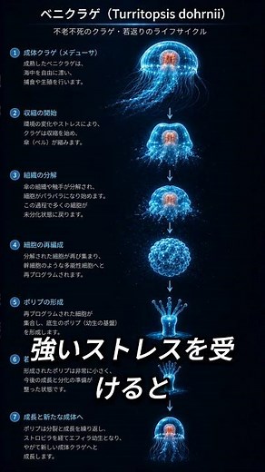 不老不死と呼ばれるクラゲの秘密