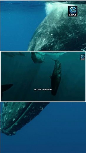 The song of the whales travels thousands of kilometers.