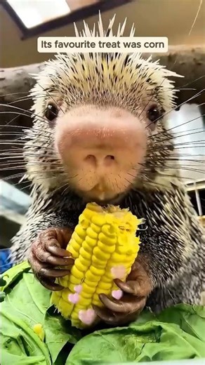 The most beautiful creatures in the world: otters, hedgehogs, and weasels.