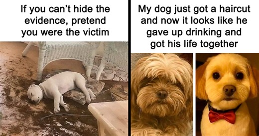 50 Hilarious Photos That Might Make You Love Animals Even More