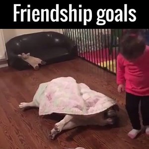 Cutest best friends you'll ever see. Via UNILAD. | Animals Being Awesome