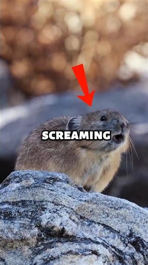 If You See This Tiny Screaming Pika in the Mountains, Don’t Touch It