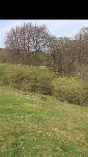 Understanding Lurchers: The Working Lurcher Breed