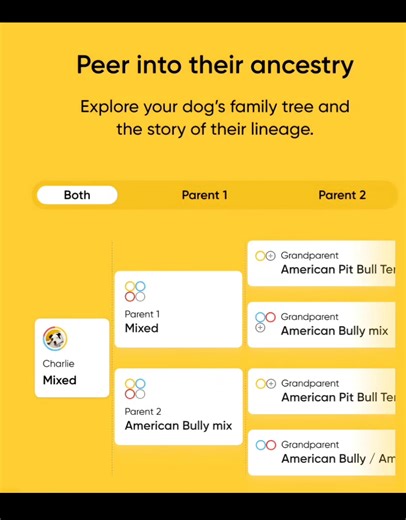 Curious what your pup’s made of? 🧬 Find out with Embark DNA Kits! We’re officially affiliated with @EmbarkVet — and when you order through our Linktree, you’ll get a discount and help support Pibbles & More Animal Rescue! 💙 Here’s why we love Embark: ✨ Screens for 230 health conditions ✨ Identifies breed mix with crazy accuracy ✨ Connects you to relatives (yep… your dog’s cousins!) ✨ Helps rescues like us learn more about our pups’ needs and match them to the right homes 🏡 Head to our ⤵️ http