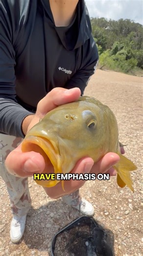 Common Carp Fun Facts!!! #fishing #bassfishing