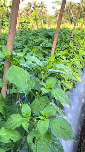 bagean nungak nengok jii🤙#petanicabai #petanigenz #fypji #diajartani