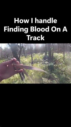 Found Blood! 🩸 Tracking with My Dog