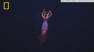 The elusive squid Gonatus antarcticus was spotted near Antarctica