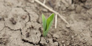 Corn acres expected to continue trending up in Canada